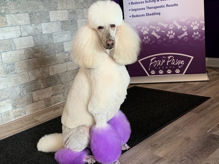 Dog, Puppy Grooming Marysville, Plain City, Ostrander, OH